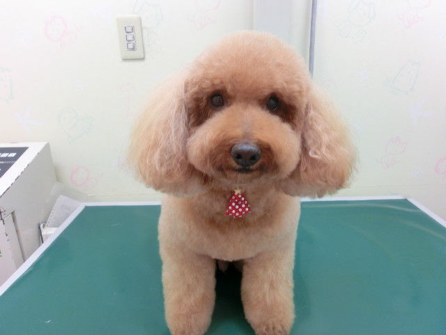 野口ラッキーちゃん