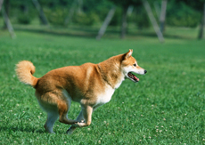 犬の場合