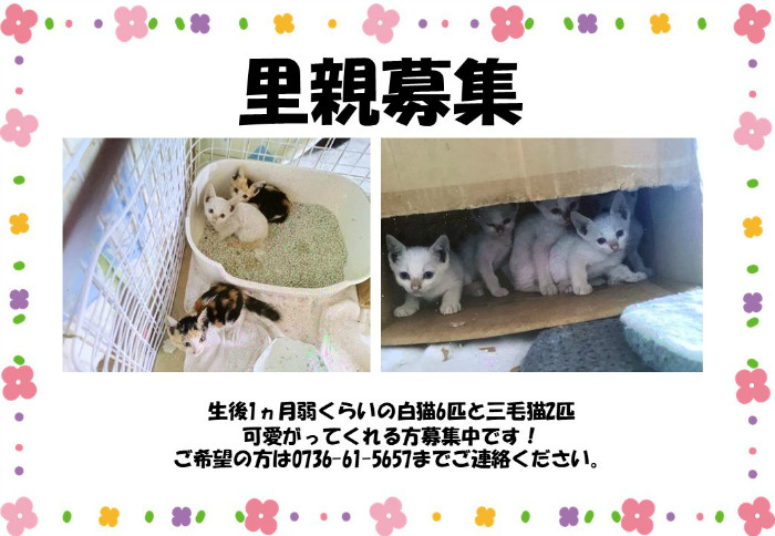 里親募集