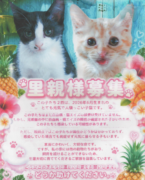 迷子